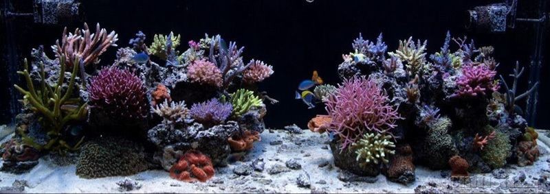 海缸和純魚缸的造景方式不僅能讓你的魚缸更生機勃勃：如何打造一個夢幻海缸