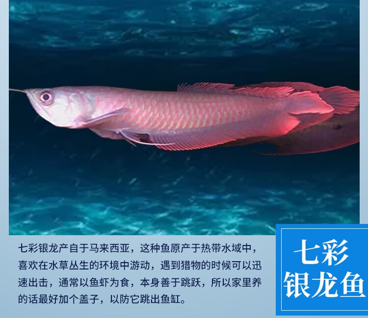 大連龍魚價格查詢表圖片 大連有龍頭魚嗎