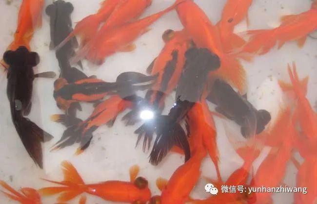 82年狗養(yǎng)幾條魚最旺