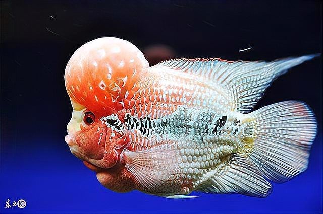 82年狗養(yǎng)幾條魚最旺