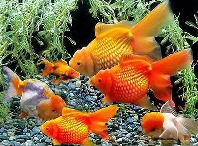 觀賞魚的飼養方法