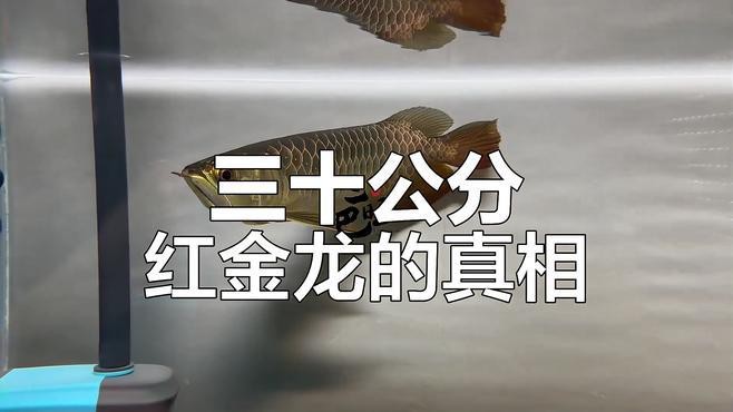 金龍魚壓養(yǎng)是什么意思