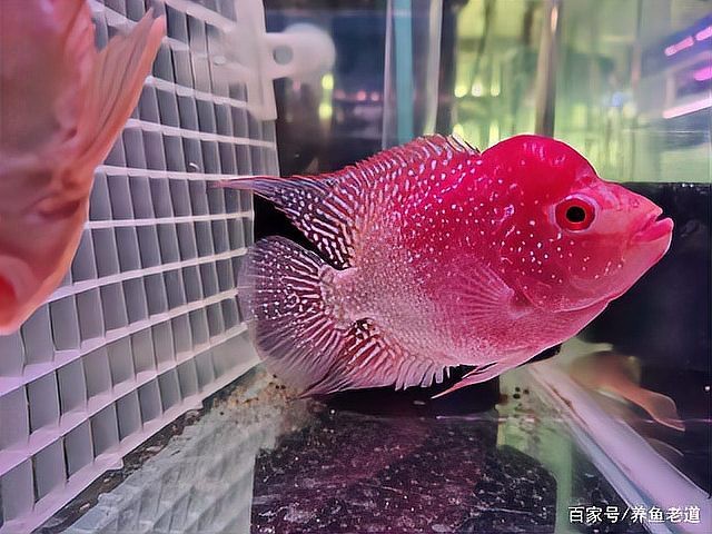 金龍魚壓養(yǎng)是什么意思
