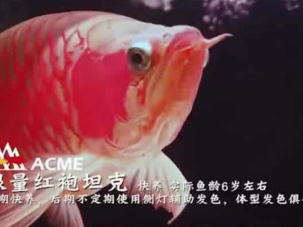 番禺龍魚批發市場營業時間是每天9點至下午6點至下午6點，廣州番禺龍魚批發市場營業時間是每天9點至下午6點至下午6點