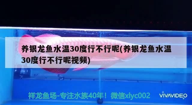 養銀龍魚水溫30度行不行呢(養銀龍魚水溫30度行不行呢視頻)