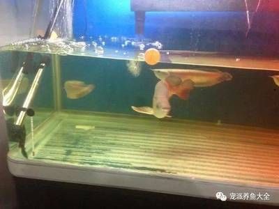 魚缸水發黃快速處理方法（魚缸水發黃快速處理方法是幾種快速有效的處理方法）