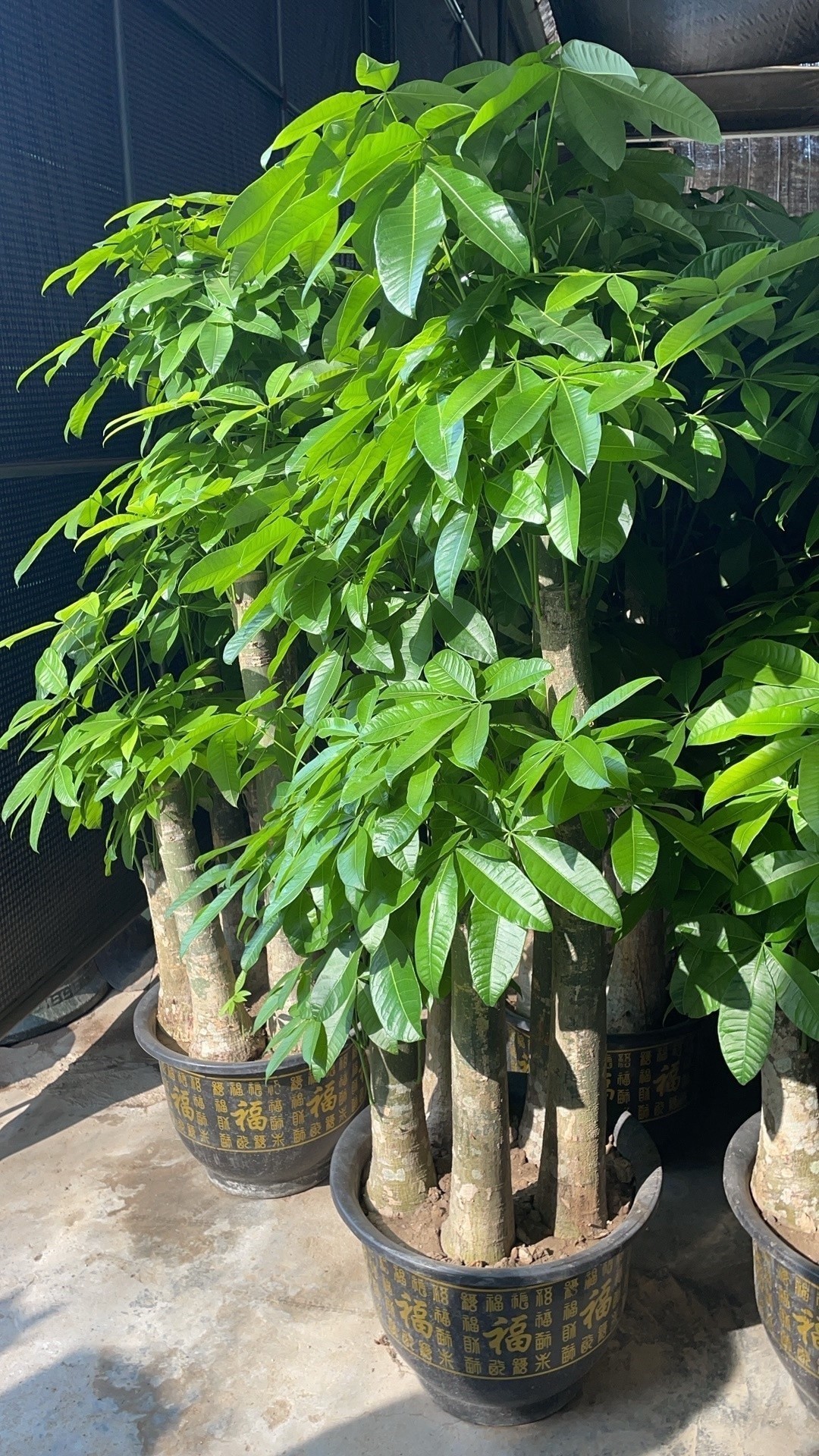 龍溪大道花博園的具體地址 龍溪大道花博園的具體地址 2025長(zhǎng)城杯龍魚(yú)大賽 第1張