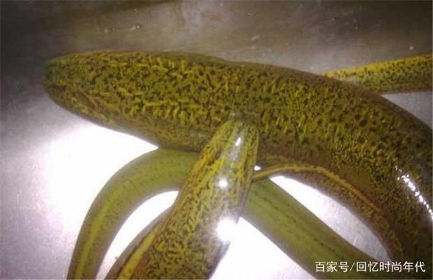 黃鱔養魚缸里面會被淹死嗎：黃鱔在養魚缸內會被淹死嗎