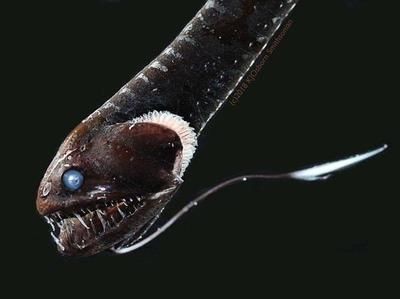 有黑色龍魚(yú)嗎：有黑色龍魚(yú)嗎？