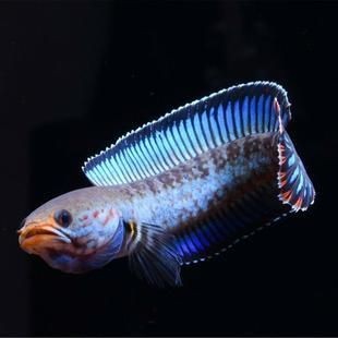 有黑色龍魚(yú)嗎：有黑色龍魚(yú)嗎？