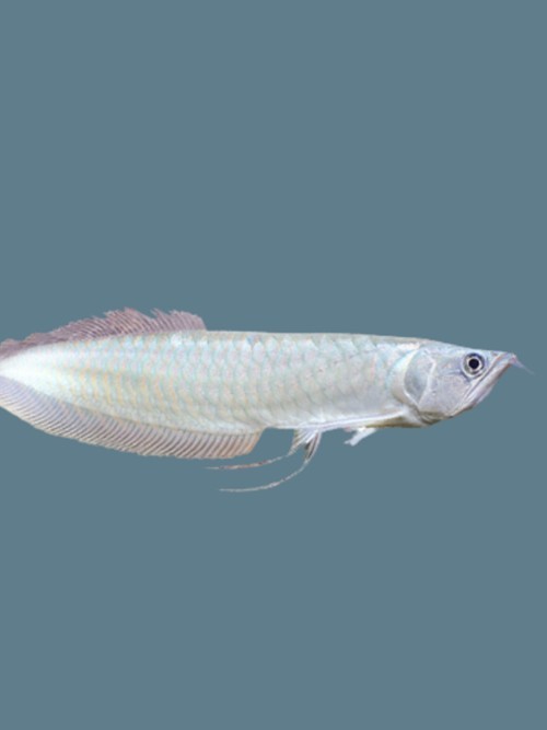 銀龍魚觀賞魚能長多大呢圖片