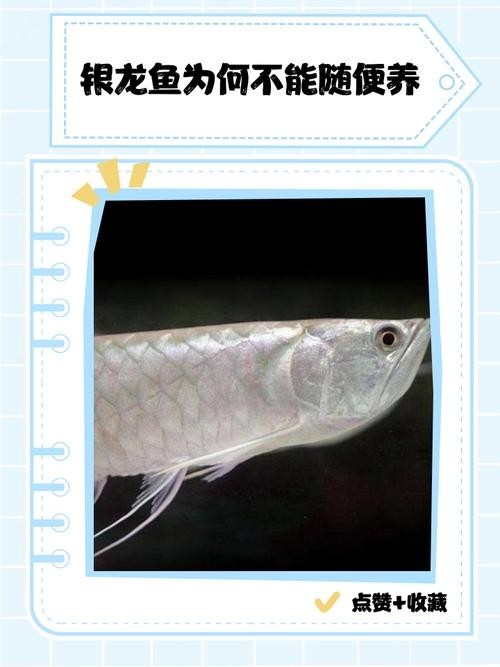 銀龍魚觀賞魚能長多大呢圖片