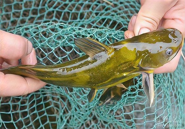 龍魚鰓蓋潰爛期間需要停食嗎？