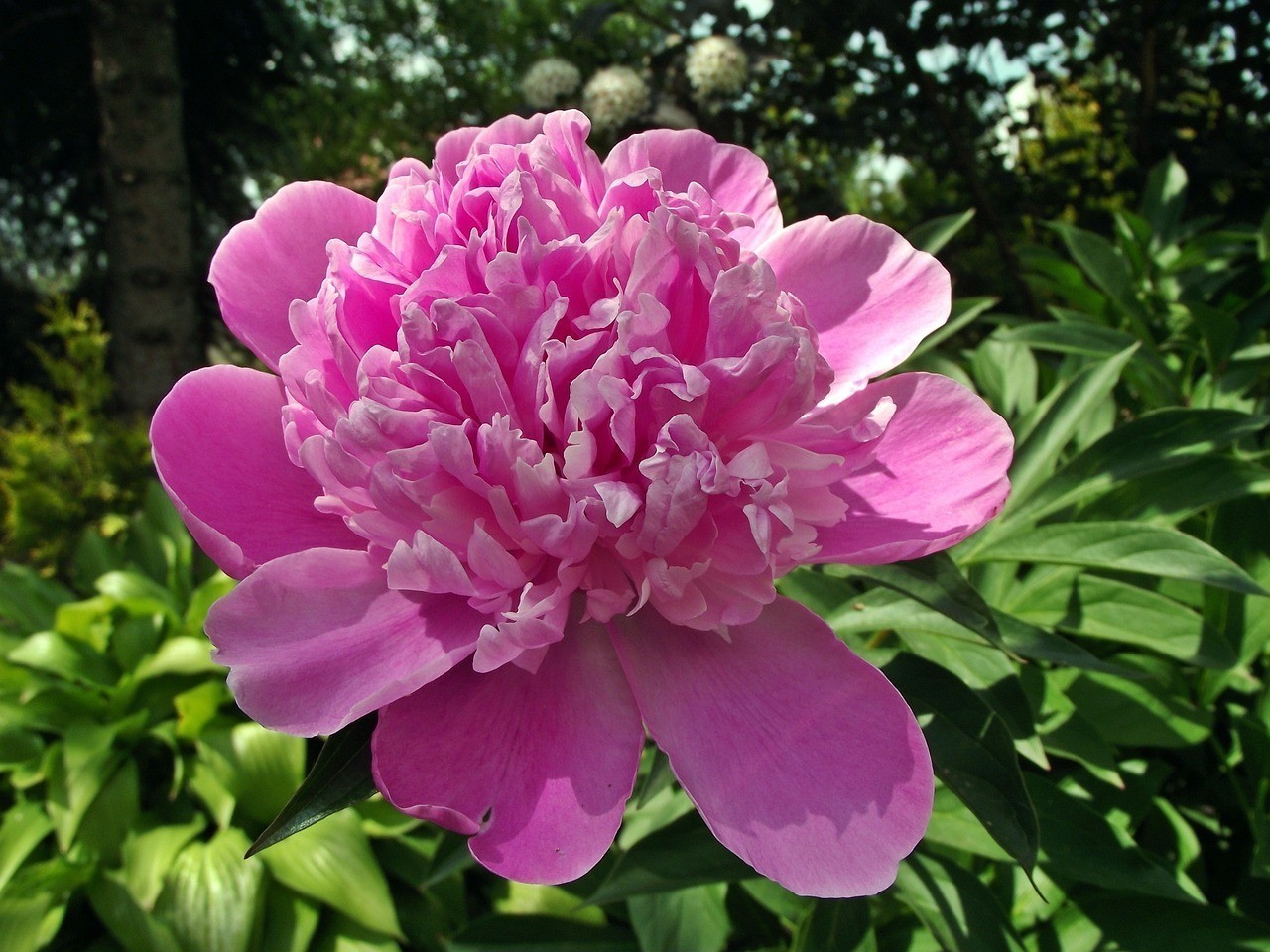 西峰區群芳園花卉中心
