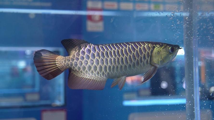 帝國龍魚品牌有何特色？ 帝國龍魚品牌有何特色？ 2025長城杯龍魚大賽 第17張