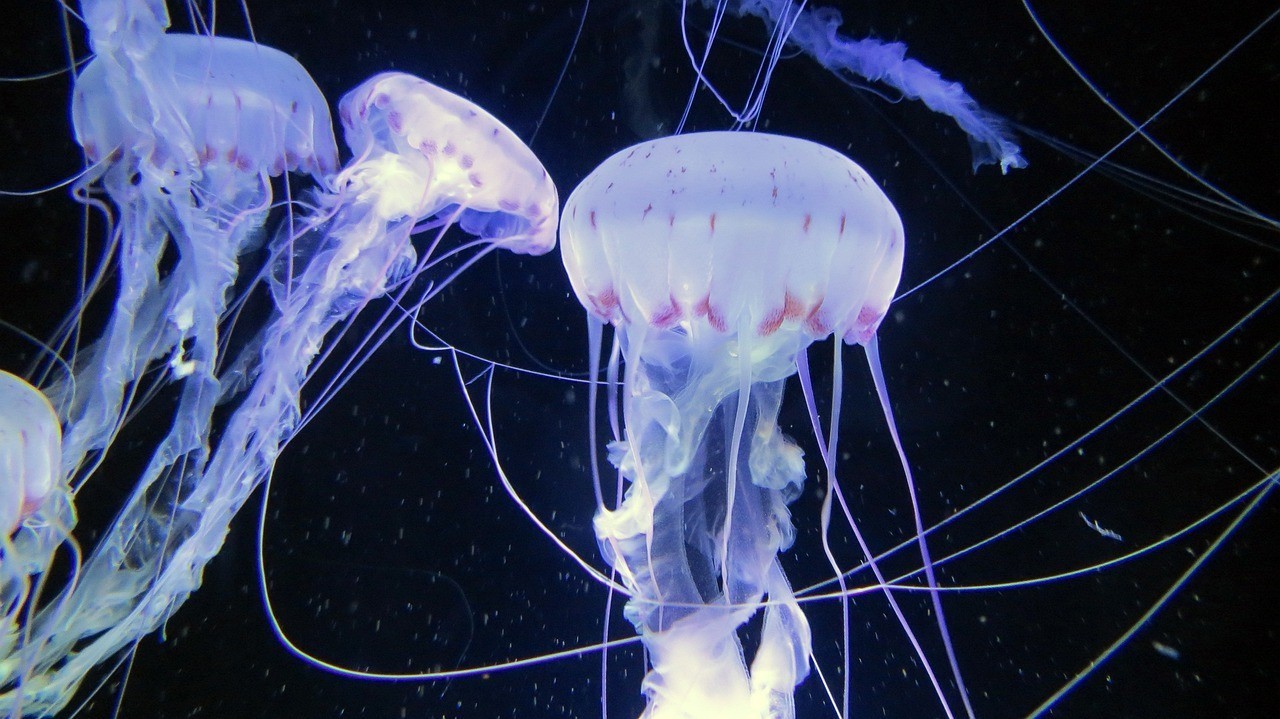東莞市寮步順榮水族館 （東莞市寮步順榮水族館地址）