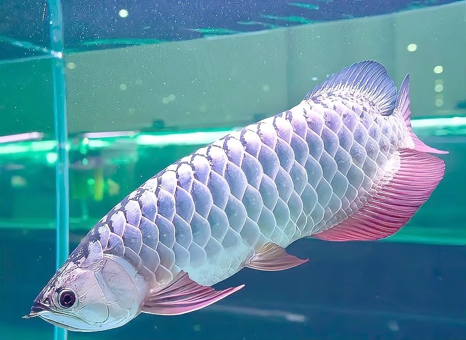 龍魚大戰(zhàn)