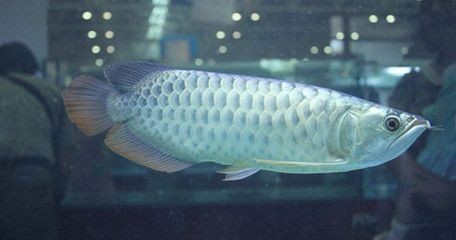 金龍魚吃泥鰍長得快嗎：金龍魚吃泥鰍和金魚能混養嗎泥鰍和金魚能混養嗎