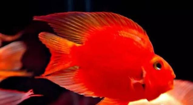 紅龍魚的玄學解釋 紅龍魚的玄學解釋 龍魚論壇 第7張
