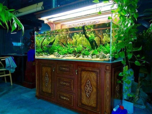 熱帶魚魚缸造景圖片大全（熱帶魚魚缸造景圖片大全,）