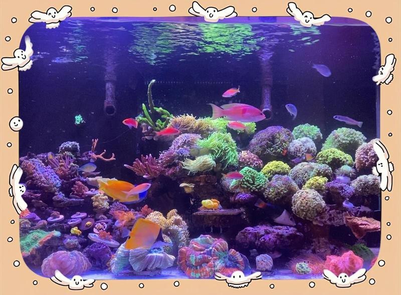 龍魚缸寬120cm最佳解決方法