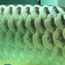 龍魚維生素多長時間放一次 龍魚百科 第3張 龍魚維生素多長時間放一次 龍魚維生素多長時間放一次 龍魚百科 第3張