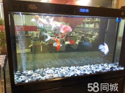 廣州魚缸水質(zhì)管理的重要性：廣州一水族工作室提供魚缸維修服務(wù)，魚缸維修服務(wù)服務(wù)