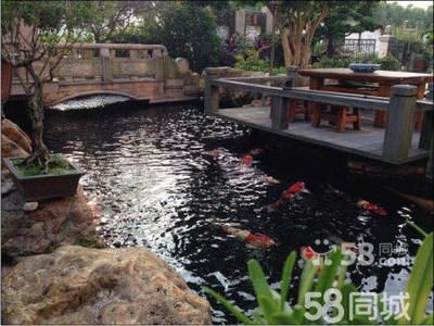 廣州魚缸水質(zhì)管理的重要性：廣州一水族工作室提供魚缸維修服務(wù)，魚缸維修服務(wù)服務(wù)