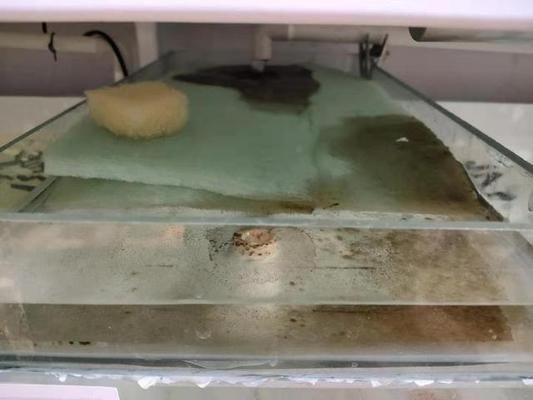 魚缸水質監測方法：魚缸水質檢測方法