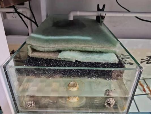 魚缸水質監測方法：魚缸水質檢測方法
