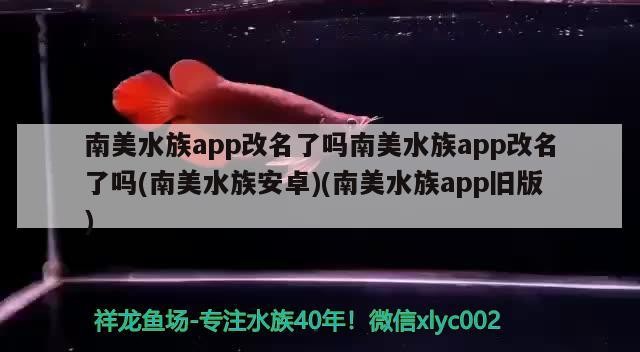 銀龍魚的缸要多大尺寸好（銀龍魚60厘米缸）