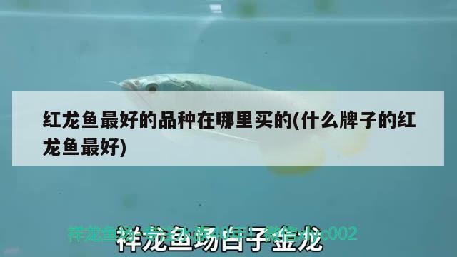 銀龍魚的缸要多大尺寸好（銀龍魚60厘米缸）