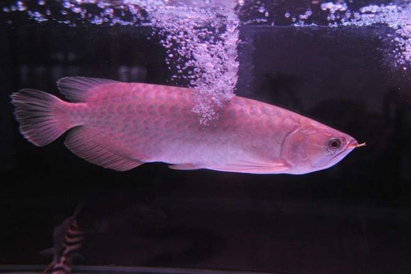 放生青龍魚是什么魚