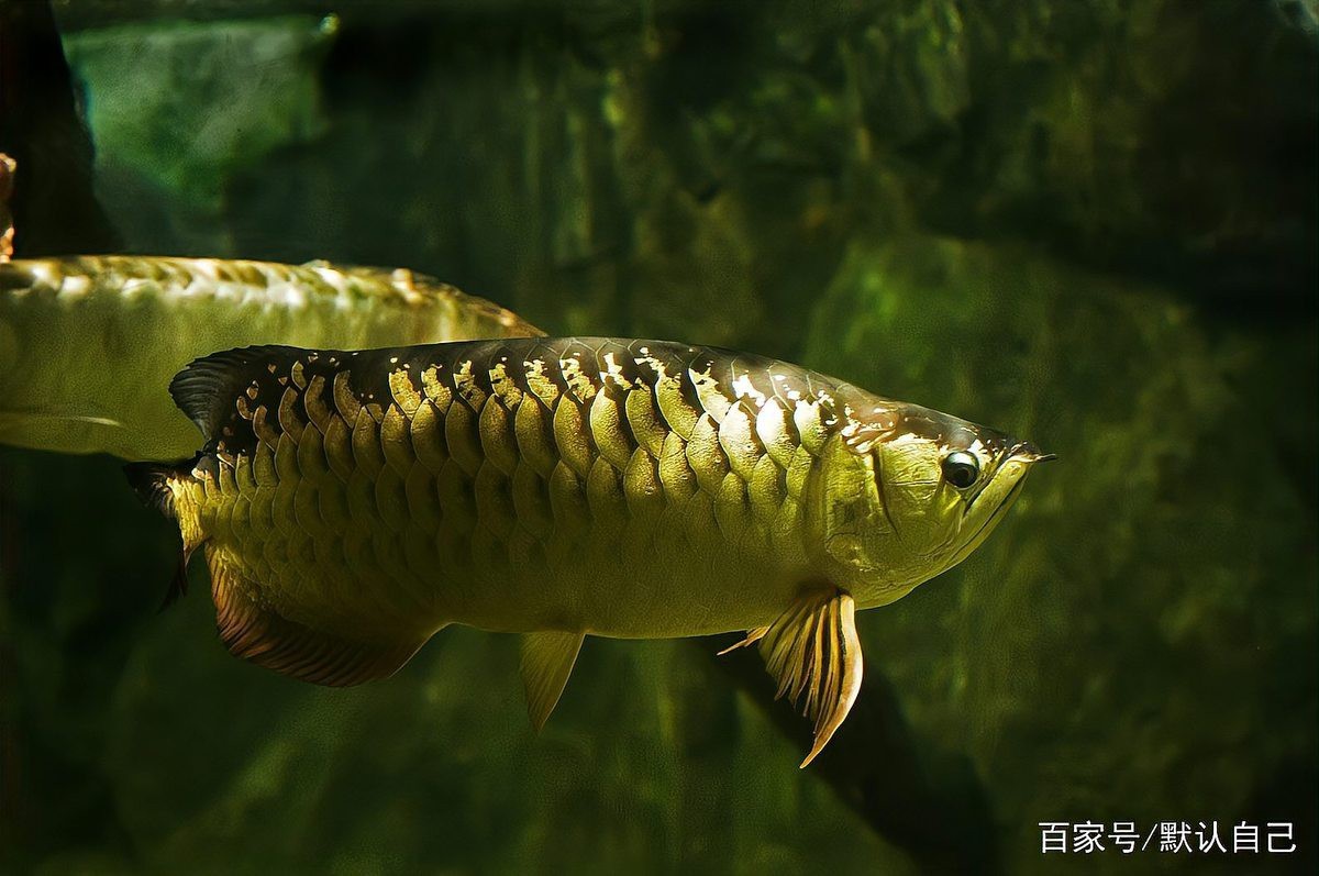 放生青龍魚是什么魚