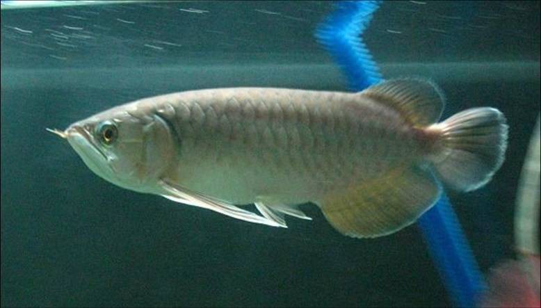 放生青龍魚是什么魚