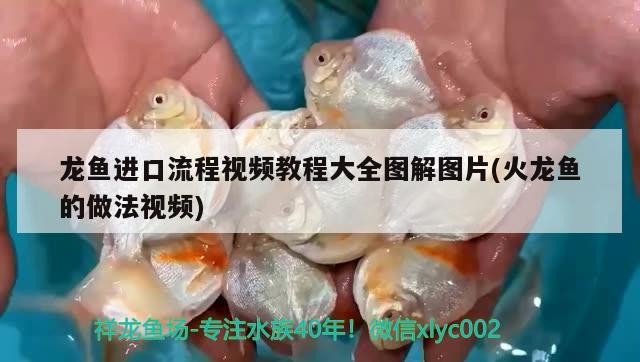 銀龍魚吃金魚嗎（銀龍魚吃金魚嗎怎么喂）