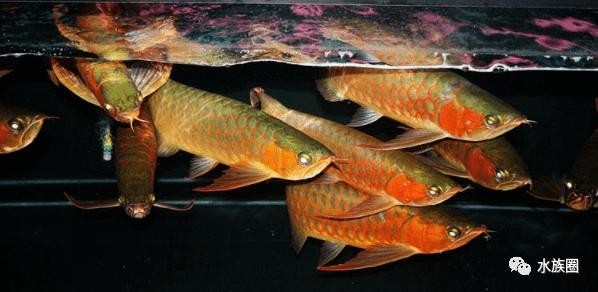 塔大龍魚漁場 2025長城杯龍魚大賽 第5張 塔大龍魚漁場 塔大龍魚漁場 2025長城杯龍魚大賽 第5張