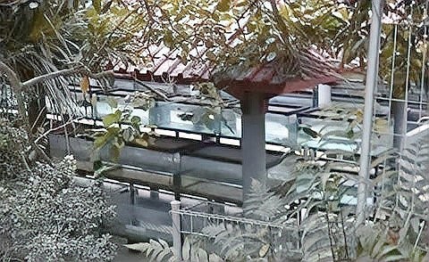 塔大龍魚漁場 2025長城杯龍魚大賽 第7張 塔大龍魚漁場 塔大龍魚漁場 2025長城杯龍魚大賽 第7張