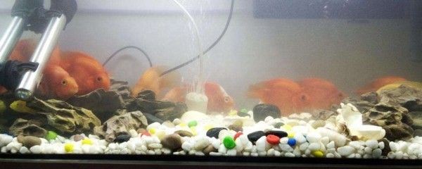 魚(yú)缸很多粘液：關(guān)于魚(yú)缸粘液?jiǎn)栴}的詳細(xì)解釋及其處理方法