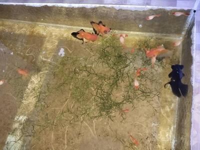魚(yú)缸很多粘液：關(guān)于魚(yú)缸粘液?jiǎn)栴}的詳細(xì)解釋及其處理方法