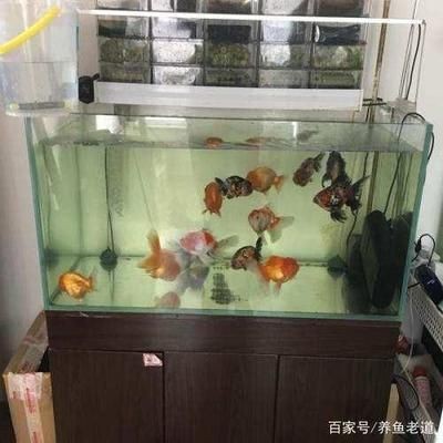 魚(yú)缸很多粘液：關(guān)于魚(yú)缸粘液?jiǎn)栴}的詳細(xì)解釋及其處理方法