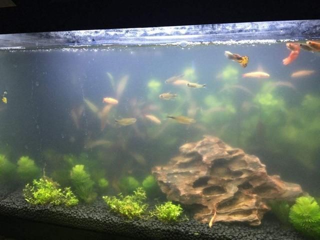 魚(yú)缸很多粘液：關(guān)于魚(yú)缸粘液?jiǎn)栴}的詳細(xì)解釋及其處理方法