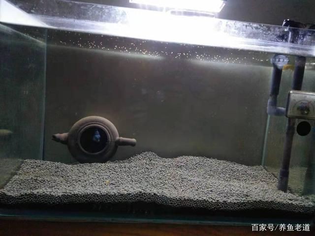 一米魚缸養魚迷你鸚鵡：一米長的魚缸中養殖迷你鸚鵡魚需要注意以下幾個方面