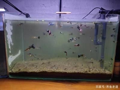 一米魚缸養魚迷你鸚鵡：一米長的魚缸中養殖迷你鸚鵡魚需要注意以下幾個方面