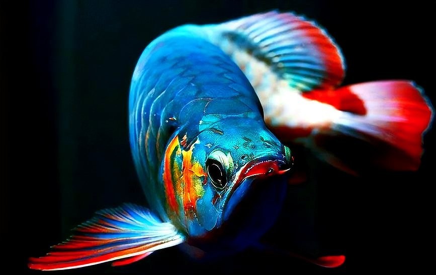 紅龍魚發(fā)色技巧有哪些？ 紅龍魚發(fā)色技巧有哪些？ 2025長城杯龍魚大賽 第4張
