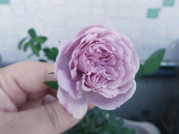 排名第一的最耐陰的月季花