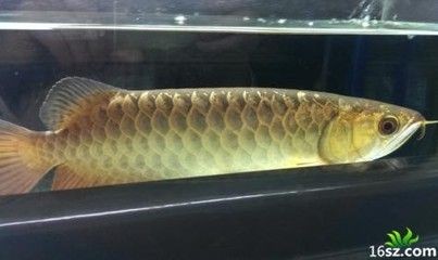 幼年龍魚(yú)吃：養(yǎng)殖小龍魚(yú)時(shí)，合理喂食對(duì)于小龍魚(yú)的健康成長(zhǎng)至關(guān)重要