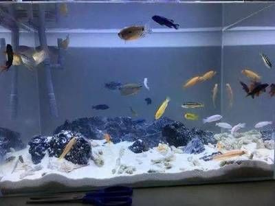 底濾魚缸如何清理魚糞便：如何清理底濾魚缸中的魚糞便