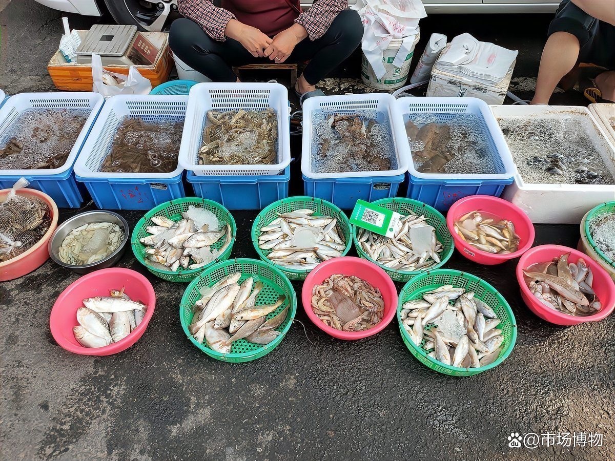 有哪些權威機構可以鑒定豐寧龍魚，豐寧龍魚的市場價格是多少？ 有哪些權威機構可以鑒定豐寧龍魚，豐寧龍魚的市場價格是多少？ 龍魚百科 第2張