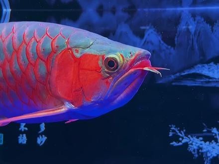 綠皮紅龍魚視頻